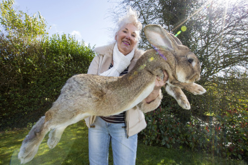 giant bun