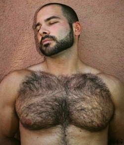 hairytreasurechests:If you also like hairy and older men who are well hung and hang well please visit my other tumblr page: menwhohangwell.tumblr.com