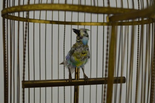 Circa 1870 mechanical singing bird in gilt cage automaton. The bird is in a brass cage with a wood b