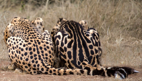 TIL king cheetah -