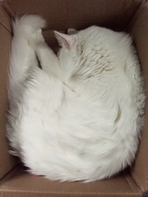 meowcutecats - I fits I sits https - //t.co/P83zeO3f77 #catpics...