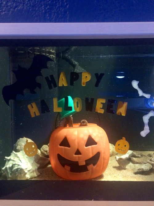 jumpingjacktrash:sea-nerd-adventures:Happy Halloween from our little sea monster! The animal trainin