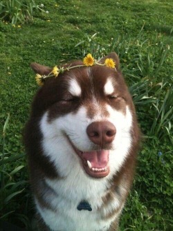 sunbvrnt:  spring/summer dog mood board 