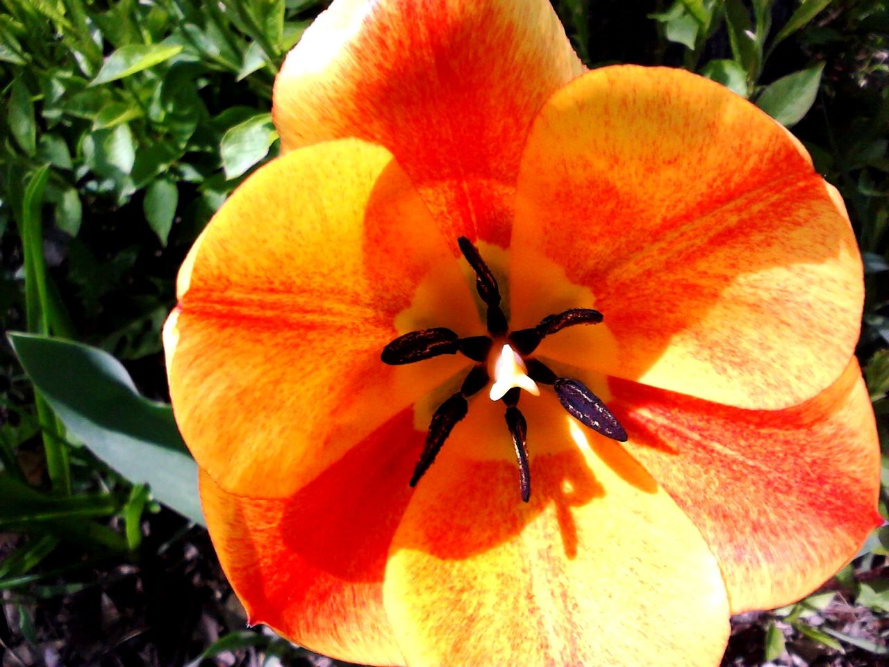 AH SPRING!  THANKS FOR THE RANDOM FLOWERS IN MY YARD!  LOVE YOU!  &lt;3 &lt;3
