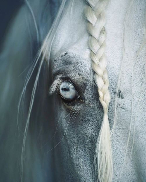 A milky braid, pale skin and a glassy eye. The white mare of the Moon is waxing towards an eclipse. 