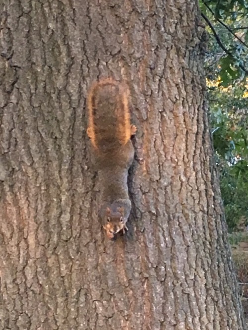 This squirrel has captured my heart