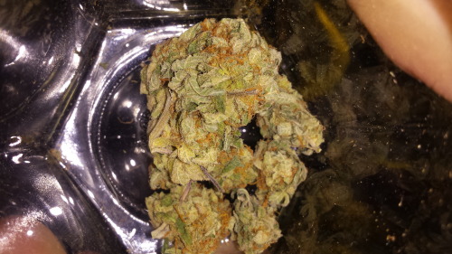 weedporndaily:  thedoctorofgallifrey410:Whats left of the stash (;