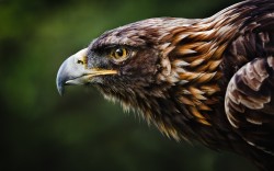 1280px:  Golden Eagle