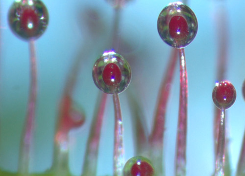 currentsinbiology:Glandular hair on leaf of carnivorous plant Drosera (sundew)Sundews are characteri