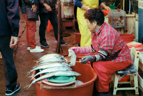 fishy business | jagalchi market, busan, november 2018kodak gold 200nikon f801nikkor 35mm f/2D