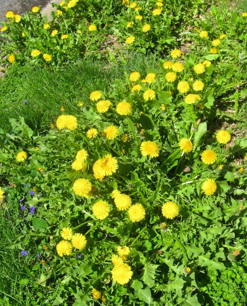 If they didn&rsquo;t grow on their own, dandelions would be a much-loved garden flower. One of the b