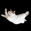 catlina123