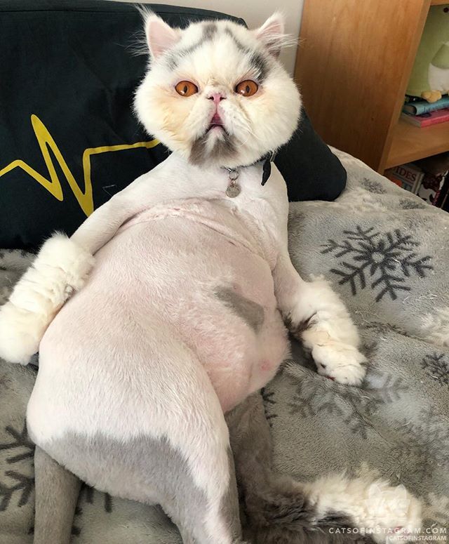 catsofinstagram:  From @tipperandco: “Your daily dose of Meowga from the ultimate