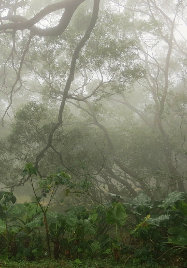 captivesouls:  Nature