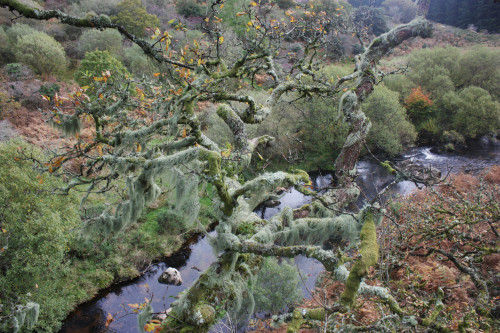 graymanphotography:Old man’s beard- Usnea filipendula (i think!)