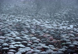 churchforgirls:  Poland - Bruno Barbey 