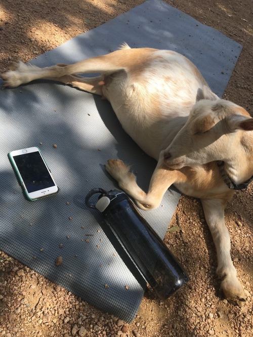 Goat yoga is tiring