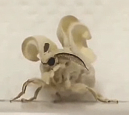 cowboystim:  venezuelan poodle moth