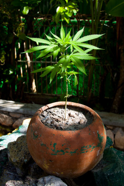 ginger-haze:  highs0ciety:  that pot, the