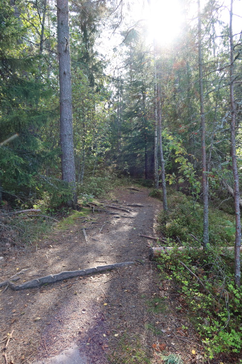 Forest path