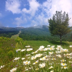 coryup:  Stowe, Vermont  July 2015 