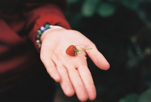 LITTLE RED STRAWBERRY by Jwhoward1991 on Flickr.