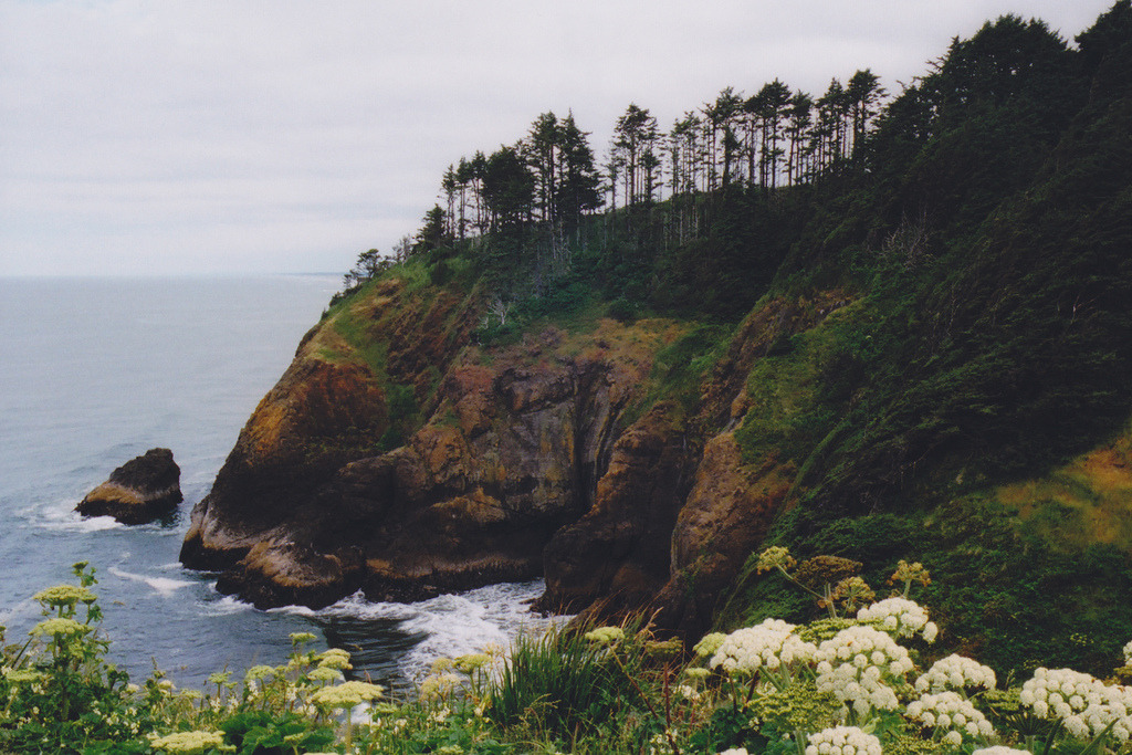floralls:  (by chooseanalog)  I can&rsquo;t wait to have my car registered and