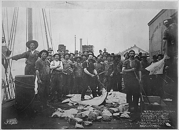 On September 20, 1888, these fishermen showed off their halibut caught in Puget Sounds aboard the sc