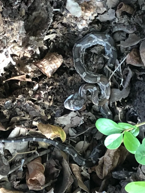 This markings on this snake’s head looks like Hitler (thanks leekokseng!)