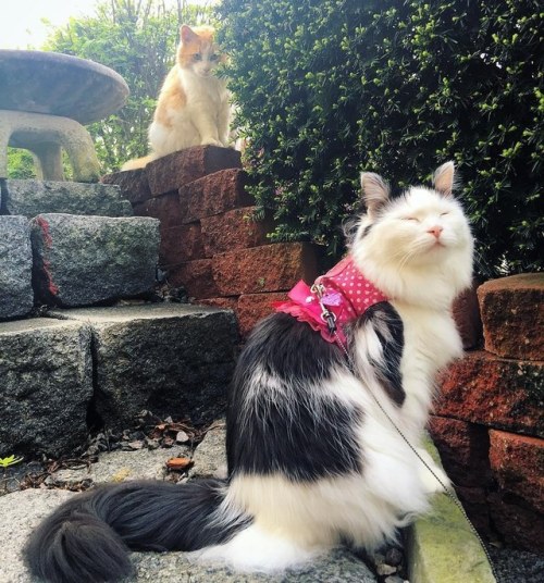 craycrayanon: allthyvexations: nunyabizni: catsbeaversandducks: Neighbor’s Cat Comes to See Hi