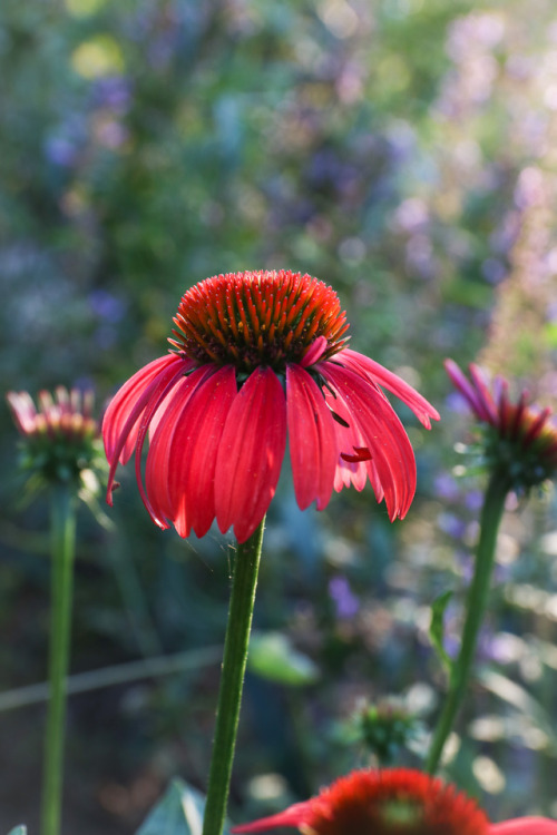 And they keep on flowering …   Cheyenne Spirit Echinacea with Coreopsis tripteris just coming