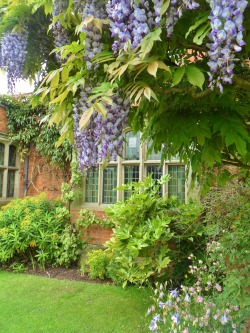 vwcampervan-aldridge:  Wisteria at the Tudor Mansion of  Packwood House, England All Original Photography by http://vwcampervan-aldridge.tumblr.com