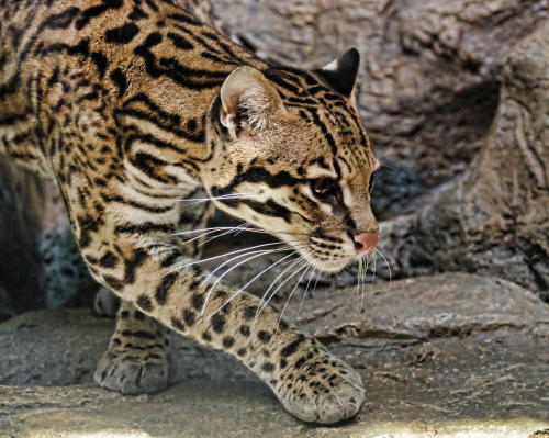 llbwwb:   On the lookout by Johanne Dauphinais. 