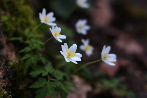 Anemone nemorosa at the botanical garden of Düsseldorf, March 2017tumblr | Instagram | Etsy Shop