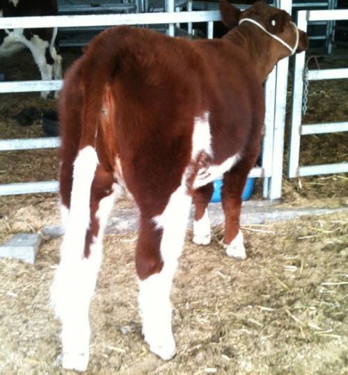 My Heifer, Fluffy Cow in the Making?