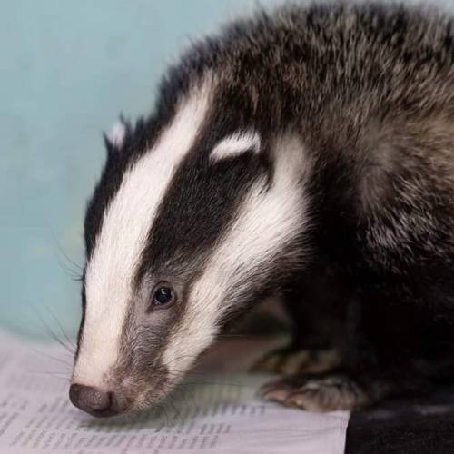 Say hello to badger cub number five!  This stripy youngster was transferred to us from a local veter