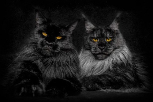 cwnerd12: littlelimpstiff14u2:   Robert Sijka  photographs Maine Coon cats and makes them look like majestic mythical beasts  The man who takes these glorious photos is Robert Sijka.   	“My passions are cats and photography, I do my best to combine