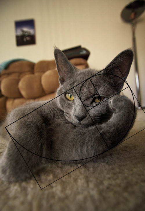 adramofpoison: blackmorgan: Furbonacci Sequence Proves That Cats Are Purrfect one toasty curl of pur