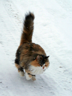 Kotpourri:   Chat Domestique - Lac-Baker, New Brunswick, Canada  (By France Smyth)