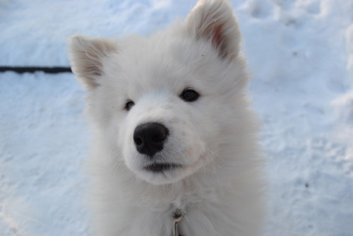 19 Samoyeds Who Will Warm Your Freezing Cold Wintery Heart http://bzfd.it/1ArFSuQ 