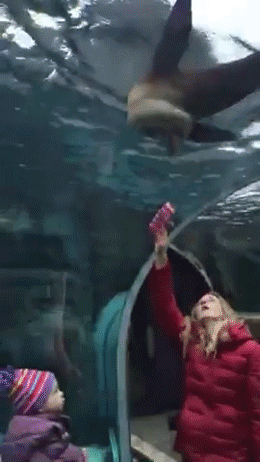 sizvideos:Sea Lion Chasing A Child’s GloveVideo - Via Siz iOS app
