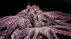 spaceandweed:  Purple Buds