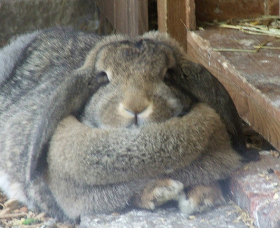 pussysista:  He is resting in his doublechin <3
