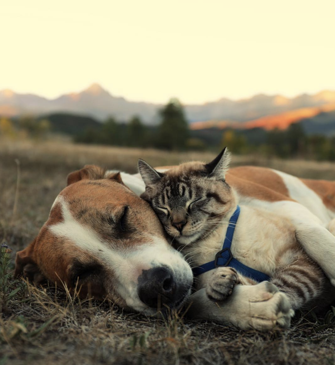 Best friends forever 🐕🐈❤️