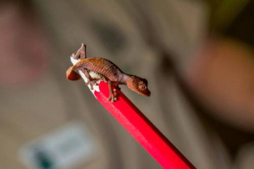 zooborns:Fantastic Leaf-tailed Gecko Perches on a PencilThis tiny Fantastic Leaf-tailed Gecko hatche