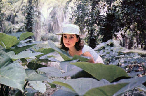 rareaudreyhepburn:Audrey Hepburn on location in the Belgian Congo for her film The Nun’s Story, 19