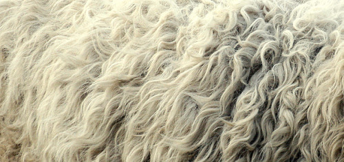 oakapples:Coats of some British and Icelandic sheep breeds:Greyface Dartmoor; Cheviot; Icelandic; Be