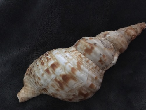 The bigger shells in my collection, the longer, biggest one it what I believe to be a Triton snail s