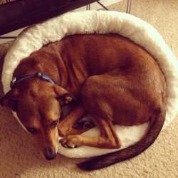 josethompson:  Me: Milo, that bed is too small for you. You won’t fit.  Milo: Challenge accepted!
