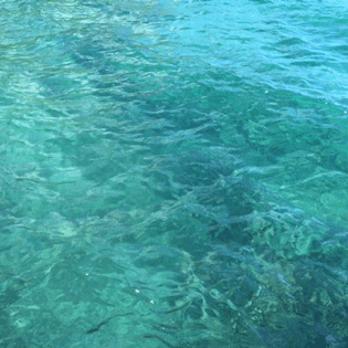weed-kitten: the water was so beautiful today